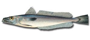 Argentine Hake