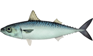 Pacific Mackerel