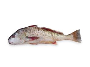 Yellow Croaker