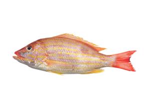 Lane Snapper