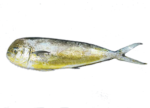 Mahi Mahi