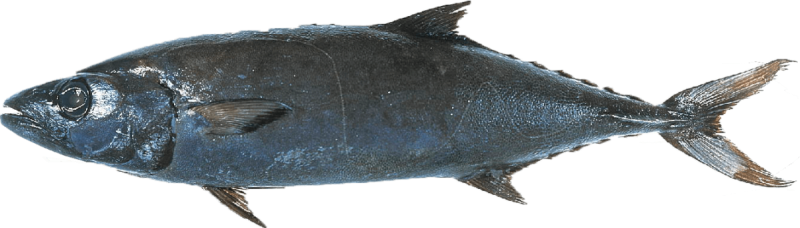 Oilfish