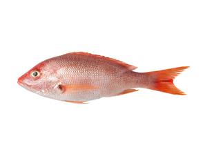 Pargo