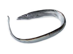 Ribbon Fish