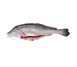 White Drum