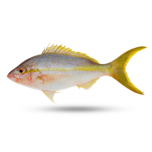 Yellowtail
