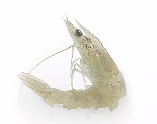 Vannamei Shrimp